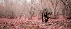 wine tour adventure - tuscany - truffle hunting
