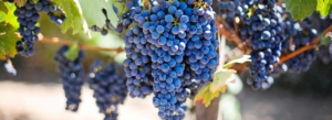 wine tour adventure - tuscany - san gimignano wine school