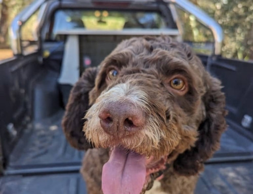 TRUFFLE HUNTING & SAN GIMIGNANO DAY