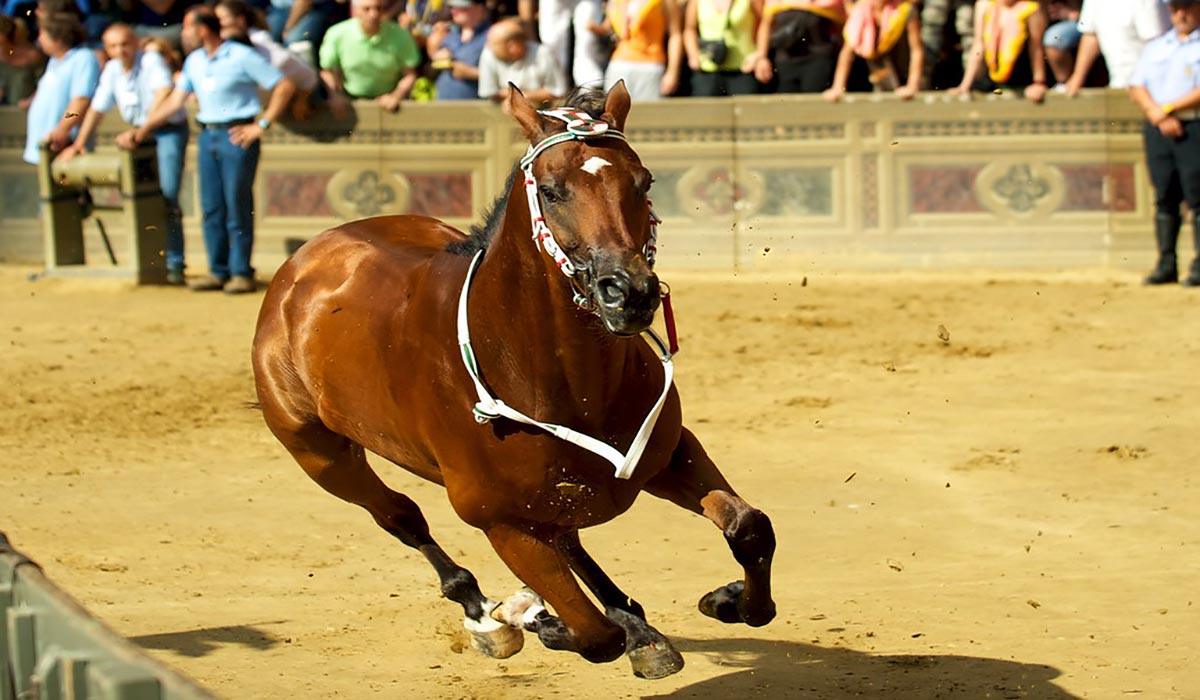 wta palio siena